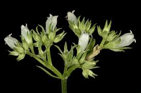 Image result for Agathisanthemum globosum