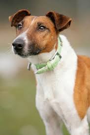 Learn about detailed breed information and bring a puppy home now! Foxterrier Charakter Wesen Erziehung Haltung Hunde Fan De
