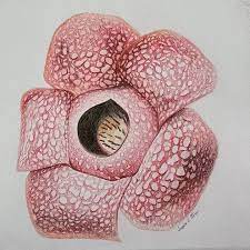 Pin On Illustration