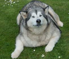 Which dog breeds are most likely to become fat? Fat Dog George Gorged On Pasties And Pies Bbc News