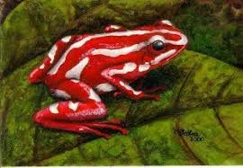 Black And White Frog Species Dark Roasted Blend Colorful Poisonous Frogs Frog Pictures Amphibians Amazing Frog