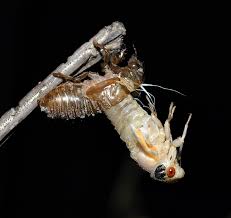 In 2000, based on collections of cicada nymphs during their 17. 17 Year Cicadas Are Due To Surface Soon Prominently In Western Ohio