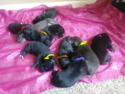 Akc great dane and westie breeder. Our Full Blood Great Dane Puppies Greatdanes