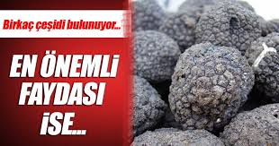 Orman ve su i̇şleri bakanlığı, orman genel müdürlüğü (ogm) dünyada 'kara elmas' olarak bilinen ve kalitesine göre 100 ila 3 bin 500 avro arasında fiyata alıcı bulan trüf mantarını. Truf Mantari Nedir Faydalari Neler Saglik Haberleri