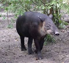 The poll's results, an october release date, and the name of the accompanying secondary gene were announced in the august 25th, 2017 community update.tapir was released on october 31st, 2017. Mittelamerikanischer Tapir Wikipedia