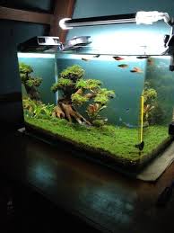 21 Best Aquascaping Design Ideas To Decor Your Aquarium Tips Inside Homelovers Aquarium Design Aquascape Design Aquascape