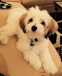 Modern and ethical · simple yet effective · tricks worth showing off Papitese 8 Month Old Levi Blu 8 Month Olds Blu Pomapoo