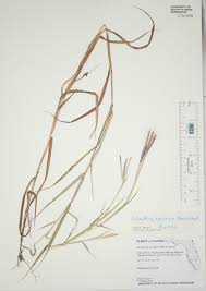 Image result for Dichanthium annulatum