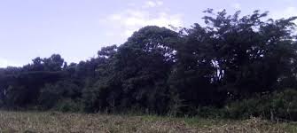 Image result for Lettowianthus stellatus