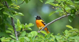 This popular animal has also been the namesake of the state's professional baseball team, the baltimore orioles, since the late 19th century. Top 12 Maryland Birds Visitmaryland Org