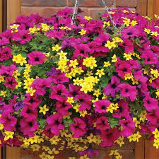 Avoid the most vigorous trailers for hanging baskets. Top 5 Hanging Basket Plants Blog At Thompson Morgan