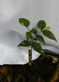 Image result for Strychnos matopensis