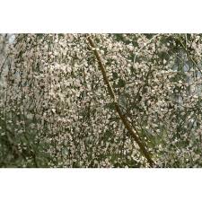 Image result for Retama monosperma