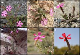 Florist and gift shop offering fresh flowers, silk arrangements, candles, soaps, greeting cards etc.with the. Frontiers Whole Plastome Sequencing Within Silene Section Psammophilae Reveals Mainland Hybridization And Divergence With The Balearic Island Populations Plant Science