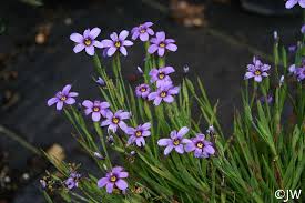 Image result for Sisyrinchium