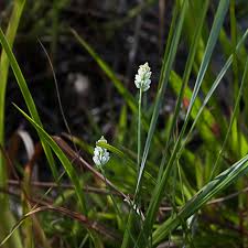 Image result for Polygala friesii