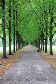 Free Image On Pixabay Avenue Trees Park Bank Away Park Mobile Home Parks Landscape Architecture