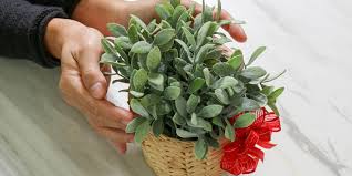 Gourmet food gifts or loose leaf teas. 8 Cool Plants To Gift A Loved One