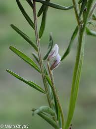 Image result for Vicia hirsuta