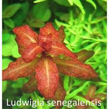 Image result for Ludwigia senegalensis