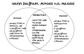 Types of chemical bonds worksheets answer key. Venn Diagram Mitosis Vs Meiosis Terat