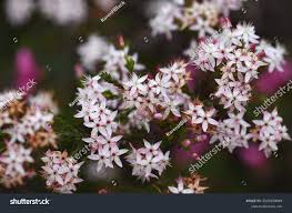 Image result for Tetragonia calycina