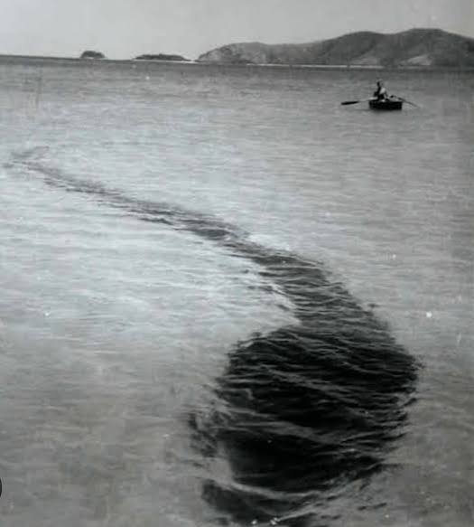 The Hook Island sea monster is the og "fear-of-something-in-the water" for  me xd, specially the pics close to its head, i would hate to be in that  boat : r/Cryptozoology