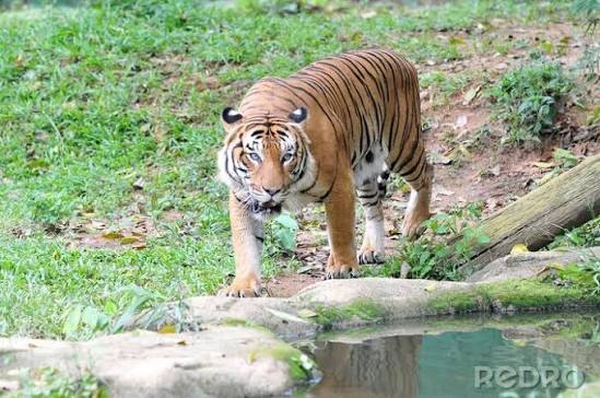 Obraz Tygrys malajski (Panthera Tigris jacksoni) na wymiar • zamknąć, w górę, charakter • REDRO.pl