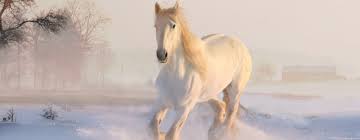 Wild & son is committed to making our website's content accessible and user friendly to everyone. Pferde Im Winter So Kommt Das Pferd Gesund Durchs Jahr