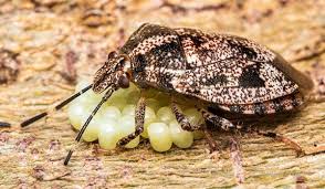 Dini millers' research lab shows today's female bed bugs lay 1 to 7 eggs per day, but only 113 eggs in her lifetime. Where Do Bed Bugs Lay Their Eggs Bed Bugs Insider