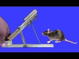 How To Make A Rat Trap 100 Lethal And Effective Youtube Rat Traps Mouse Traps Rat Trap Diy