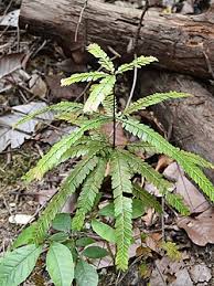 Image result for Anisophylleaceae