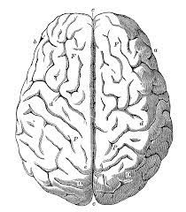 Pin By Laura Van Himbeeck On Crafts Halloween Brain Illustration Anatomy Images Vintage Drawing