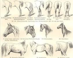 Image Result For Horse Body Language Horses Horse