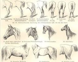 image result for horse body language horses horse