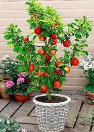 The attractive and edible fruit combined with intensely sweet flowers make citrus a prized potted plant for any home. Growing Edibles In Containers Enjoy Container Gardening