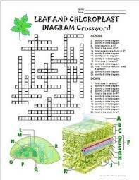 This unit helps students understand the parts of plants and the functions of those parts. Leaf Structure Chloroplast Crossword With Diagram Printable Google Slides