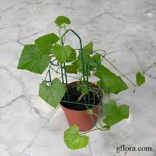 Image result for Coccinia