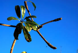 Image result for Manilkara