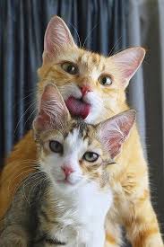 Kawaii kitty licks your ears! Licking Cats Imgur