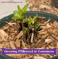 Container Gardening Ideas Grow Milkweed For Monarchs Milkweed Plant Monarch Butterfly Garden Container Gardening