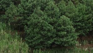 Image result for Pinus maximinoi
