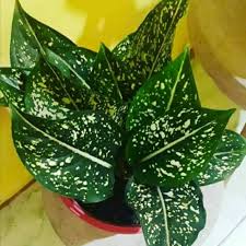 Tanaman hias outdoor yang bakal membuat rumah kamu tampak indah salah satunya adalah bunga tabebuya. Tanaman Hias Aglonema Sirikit Indoor Outdoor Bunga Hidup Shopee Indonesia