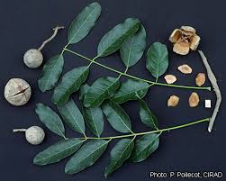 Image result for Khaya