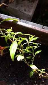 Khasiat buah sukun nyatanya ada banyak sekali. 10 Ide Daun Kesum Daun Laksa Kebun Kecil