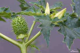 Image result for durman obecný plod