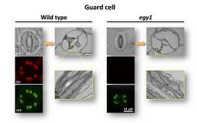 We did not find results for: Plants Free Full Text Arabidopsis Egy1 Is Critical For Chloroplast Development In Leaf Epidermal Guard Cells Html