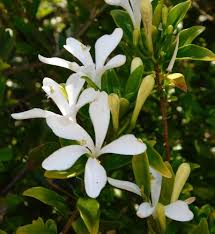 Image result for Turraea obtusifolia