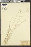 Image result for Fimbristylis scabrida