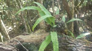 Image result for Lepisorus excavatus